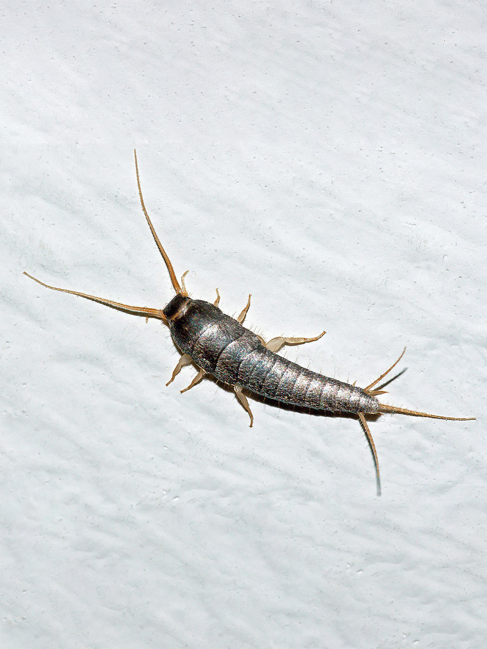 A picture of the culprit of this kind of damage: silverfish or Lepisma saccharinum (photo from Wikipedia). 