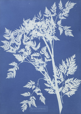 an off white print of a tree branch on a cyan blue backdrop