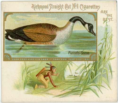 cigarette rading card with a drawing of a canada goose and a native american stalking through some reeds