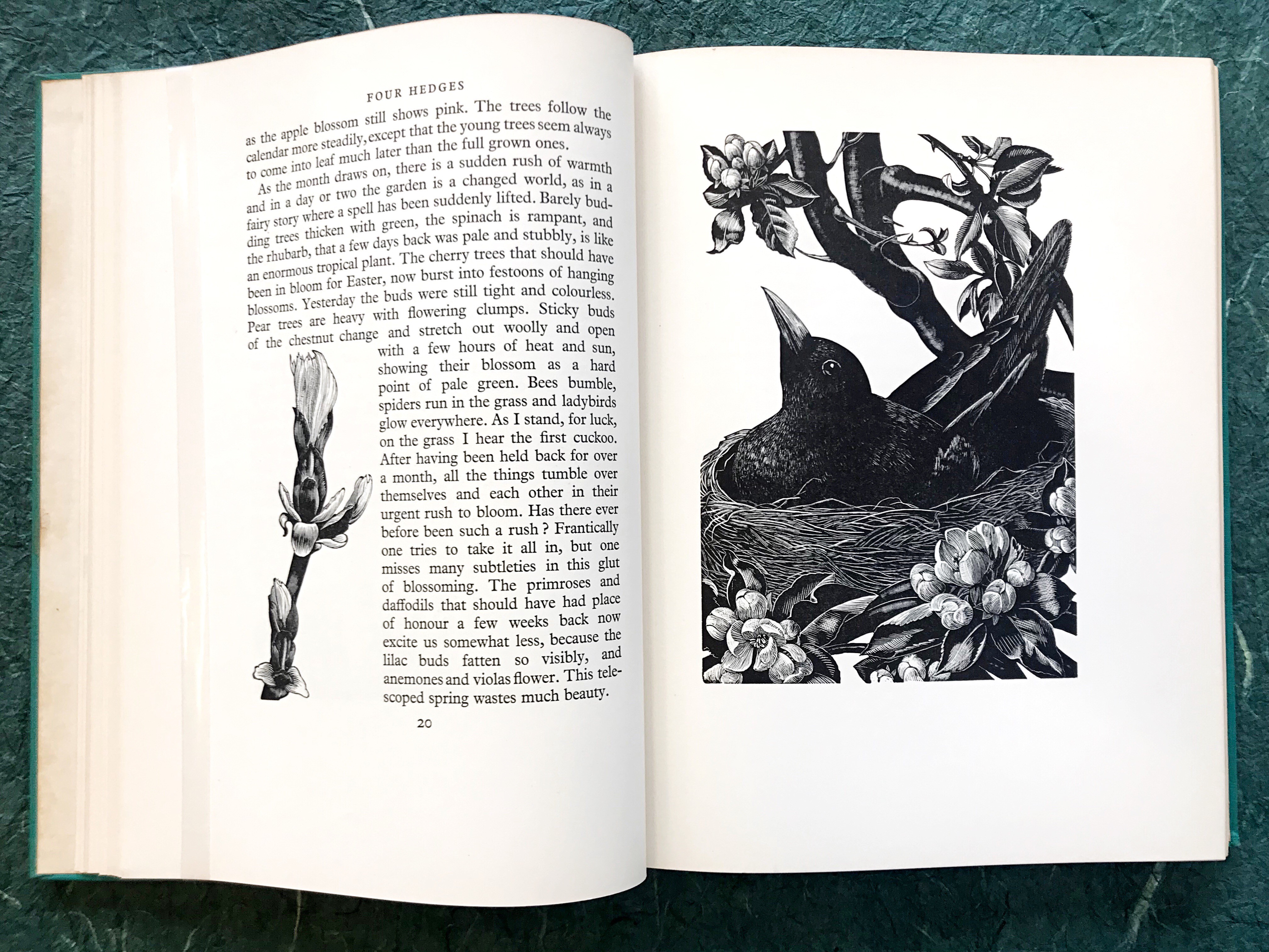 page from The Farmer’s Year by Clare Leighton with an illustration of a bird's nest