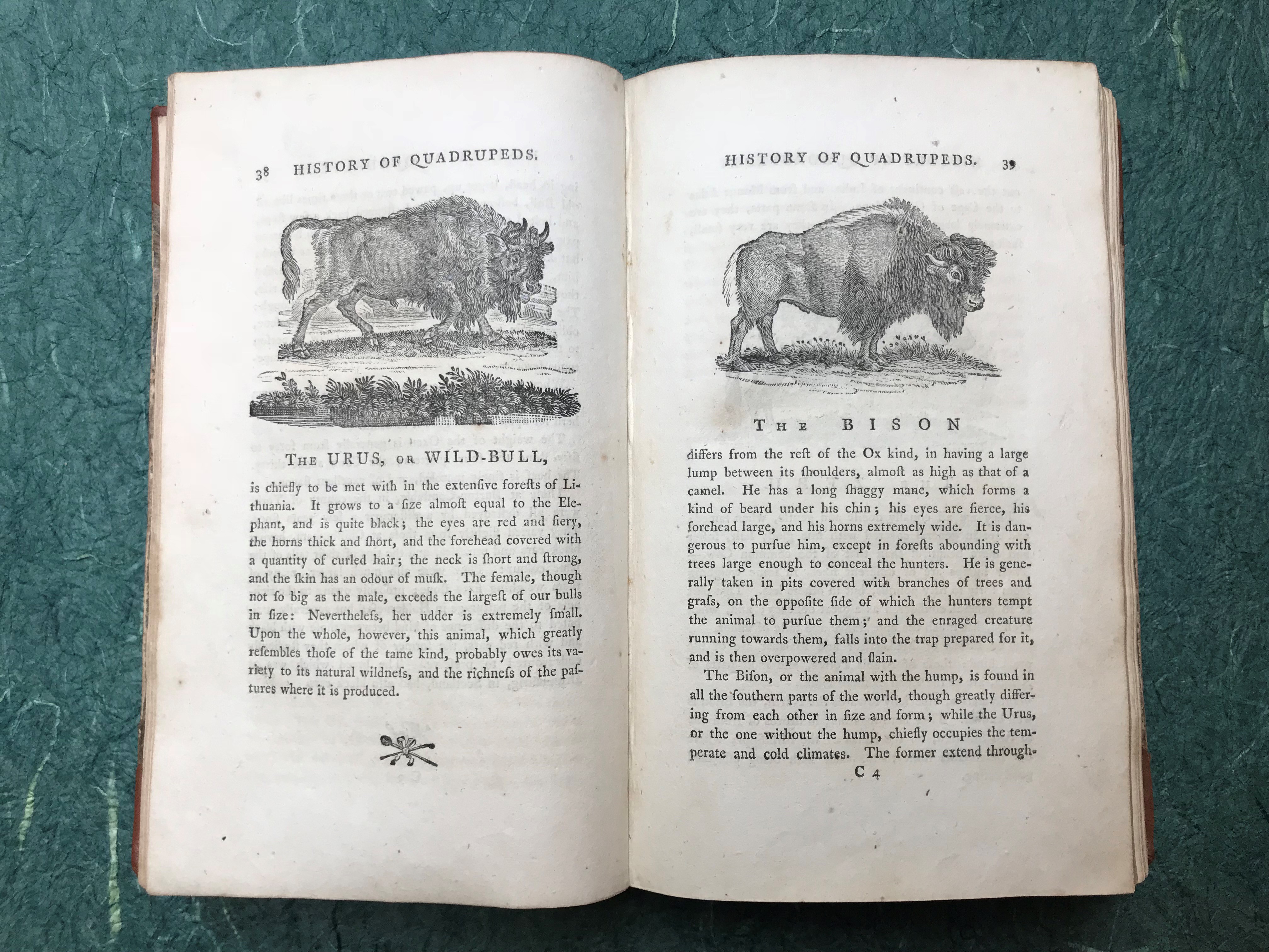illustrations of bison