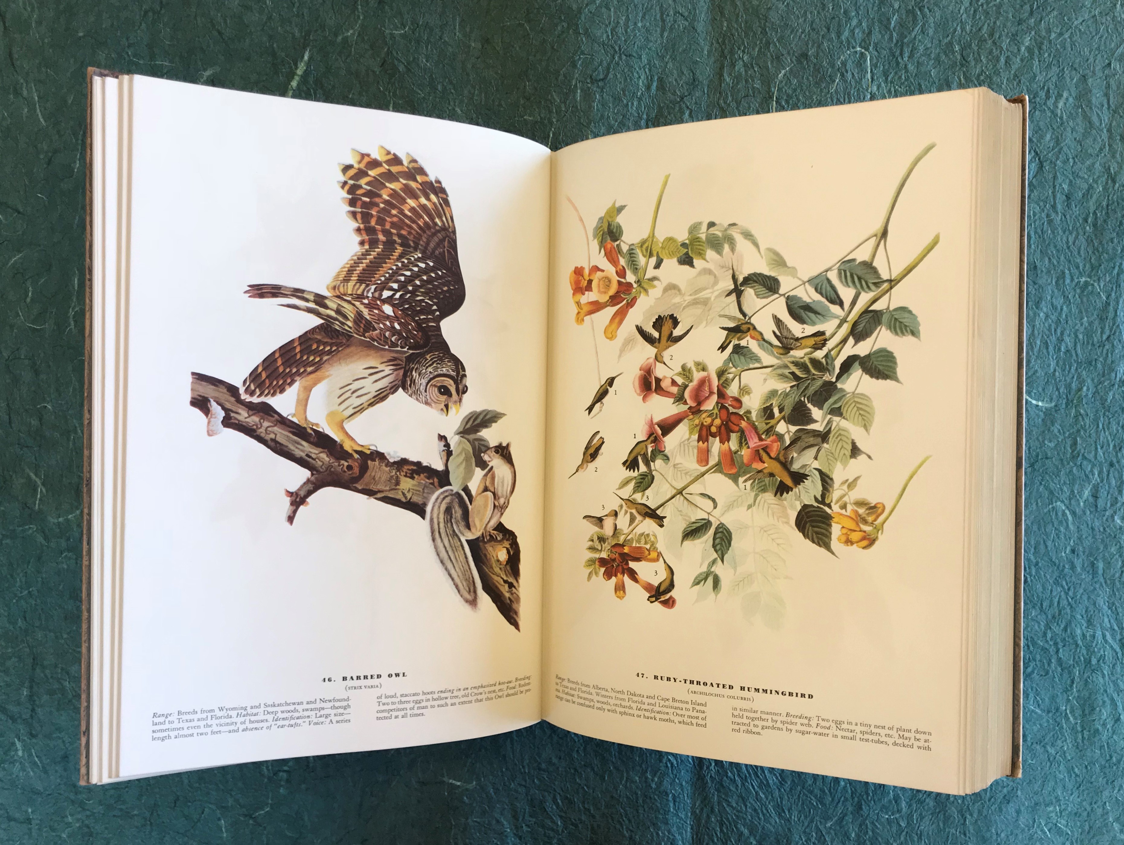illustrations of an owl perched on a tree and humming birds drinking nectar from flowers