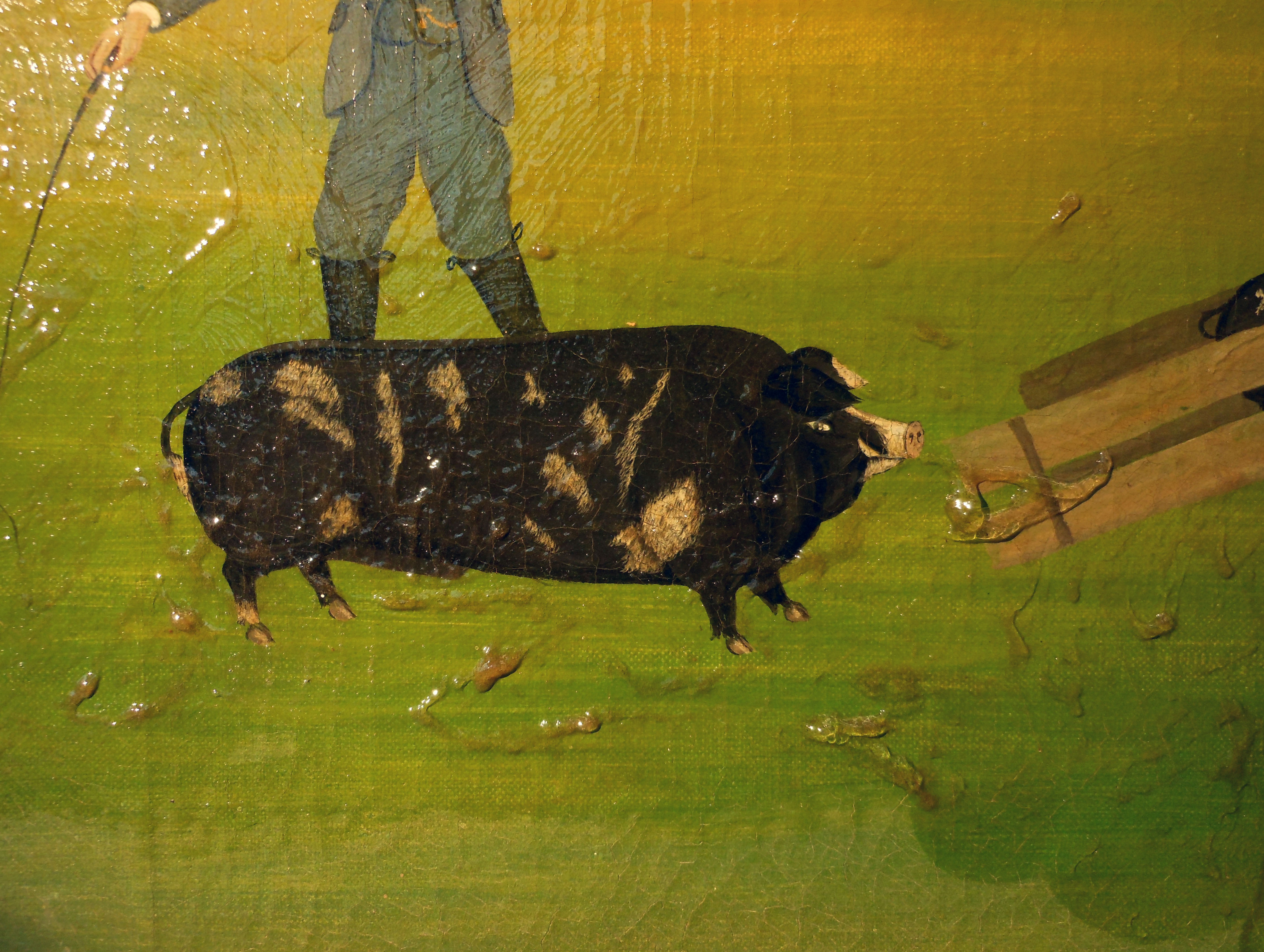 detail of the pig during cleaning