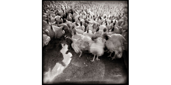 Nancy Rexroth's Turkeys Advance, blurry black and white photograph of a large group of turkeys