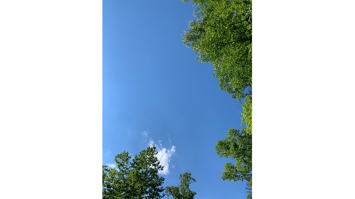 Carrie Mae's FACE THE DAILY FORCE..., a photograph of a cleat blue sky and the tops of green trees