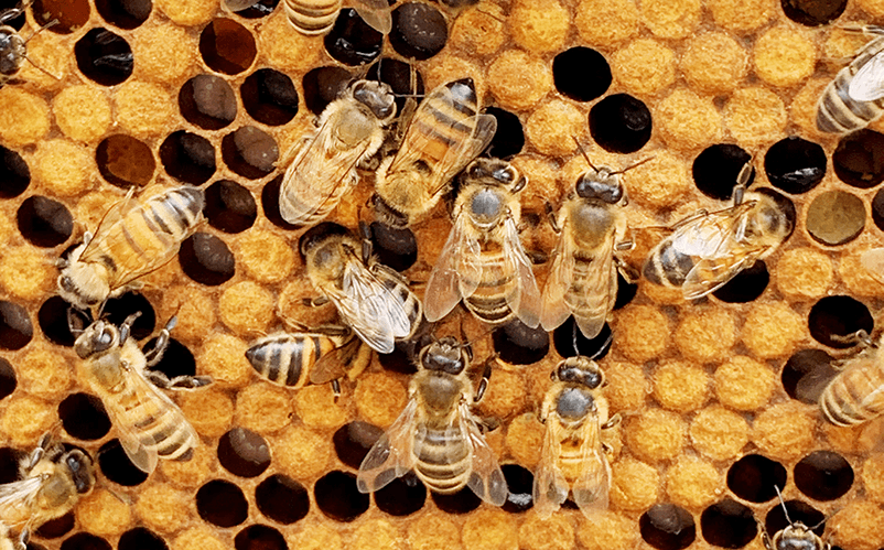 Bees working on a honey comb