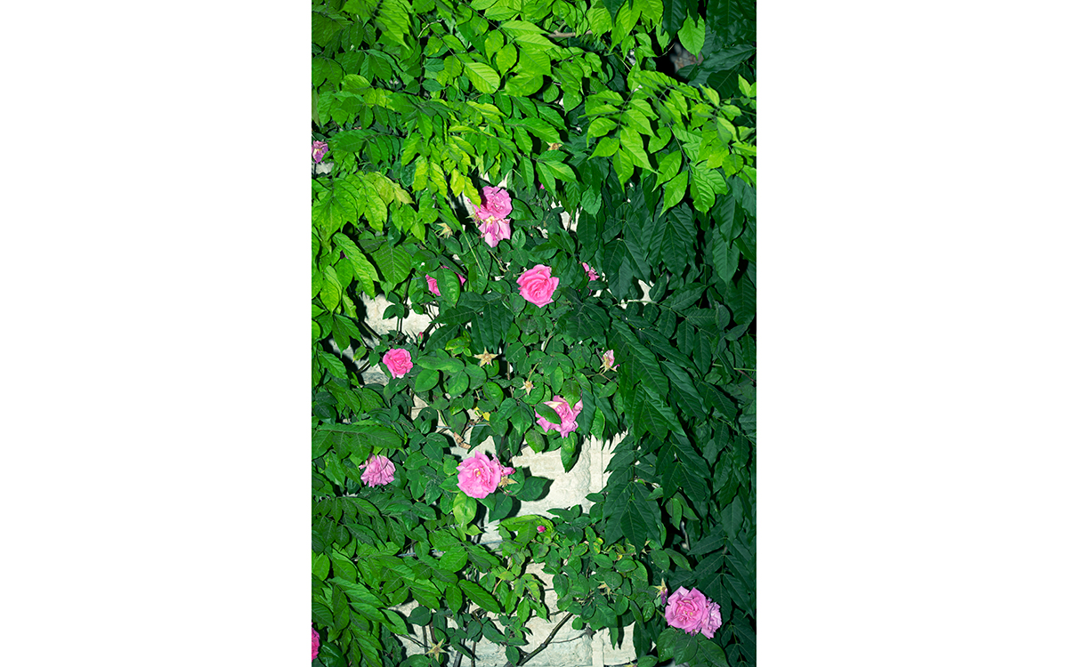 David Hartt (Canadian, lives/works United States, b. 1967), The Garden (Rosa hybrida & Wisteria sinensis / Tivoli, Italy / May 19, 2022), 2022, dye transfer print, window mat, aluminum frame, 20 x 16 in. (50.8 x 40.6 cm), framed 23 5/8 x 29 1/2 in. (74.9 x 60 cm) © David Hartt, courtesy of the artist and Corbett vs. Dempsey, Chicago