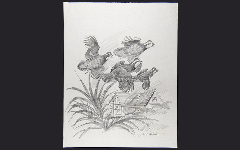 John A. Ruthven (American, 1924-2020), Flying Quail, circa 1988, graphite pencil on paper, Gift of John A. Ruthven in memory of Judy Ruthven, 2018.104