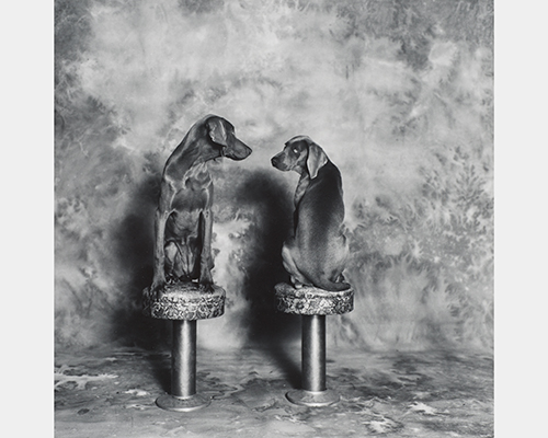 A black and white photo of two dogs sitting on stools and looking at each other