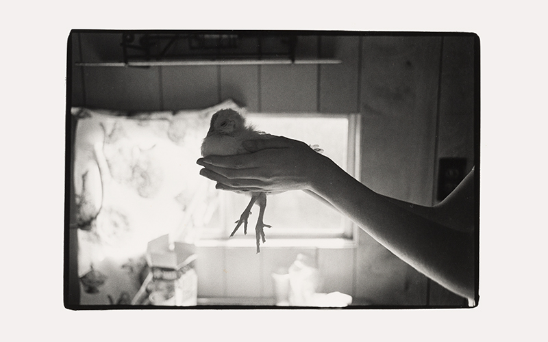 Nancy Rexroth (American, b. 1946), Reva Holds a Chicken, Pomeroy, Ohio, 1970, gelatin silver print, The Nancy Rexroth Collection: Museum Purchase with funds provided by the Carl, Jacobs Foundation, 2019.15