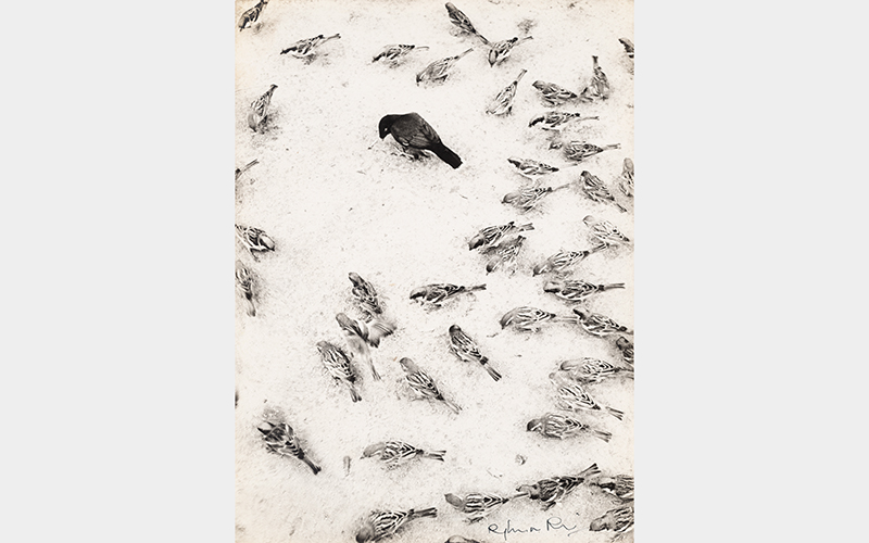 Raghu Rai (Indian, b.1942), Among the Sparrows, 1968, gelatin silver print, Museum Purchase: Carl and Alice Bimel Endowment for Asian Art, 2018.107