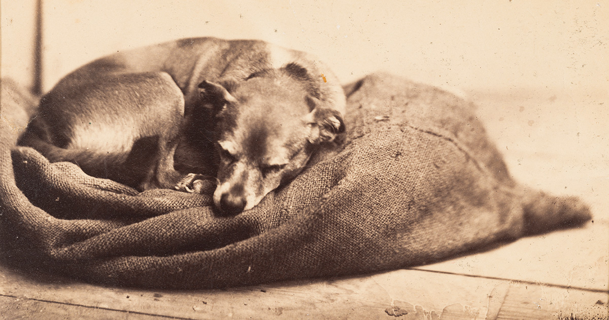 Edmond Lebel (French, 1834–1908), The Artist’s Sleeping Dog, circa 1863–1870, albumen silver print, Museum Purchase: FotoFocus Art Purchase Fund, 2017.49 