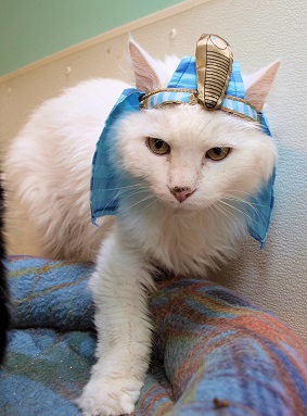 Pharaoh Fred the cat