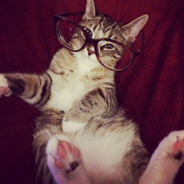 Findus the cat wearing glasses