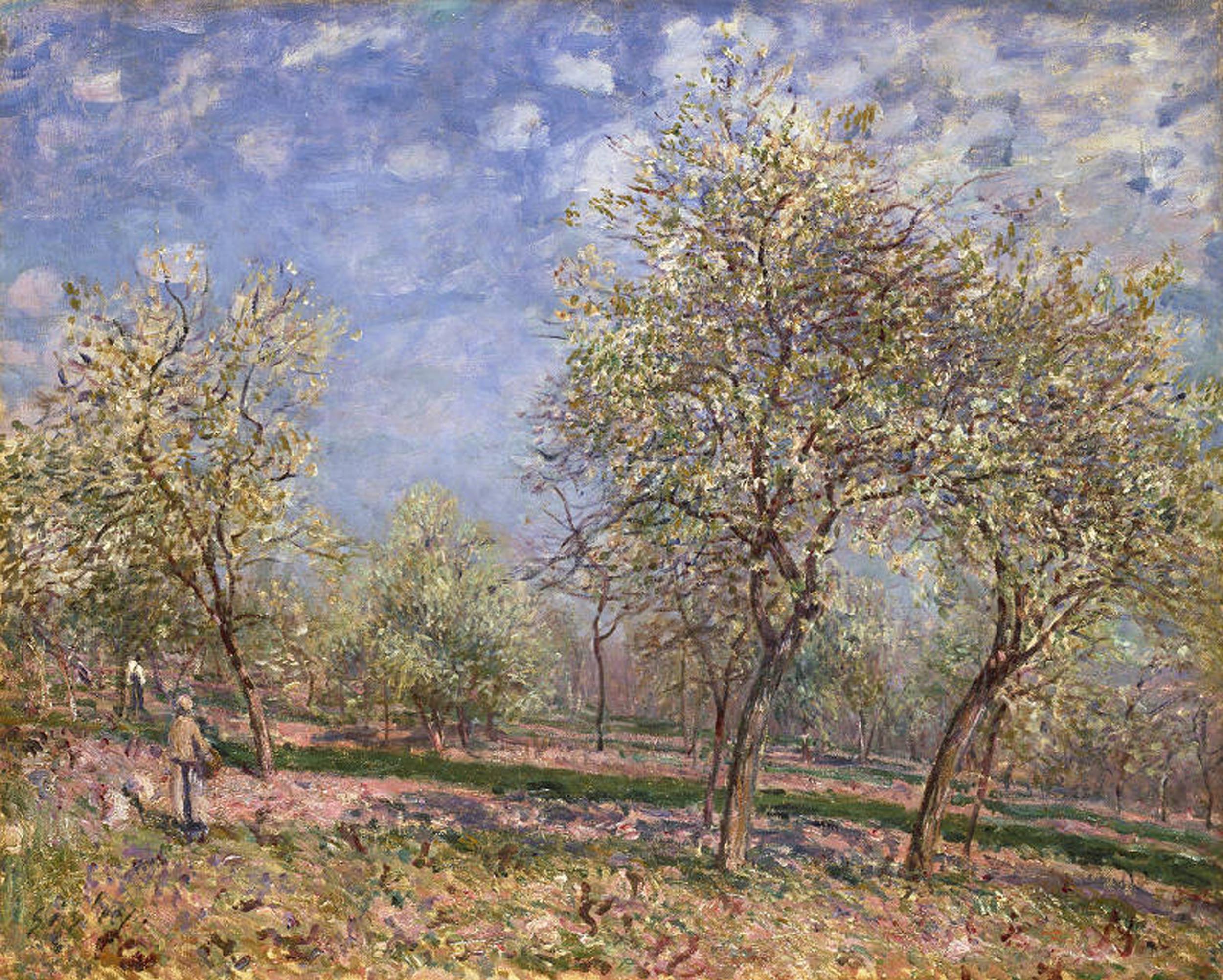 Tall trees with white blossoms