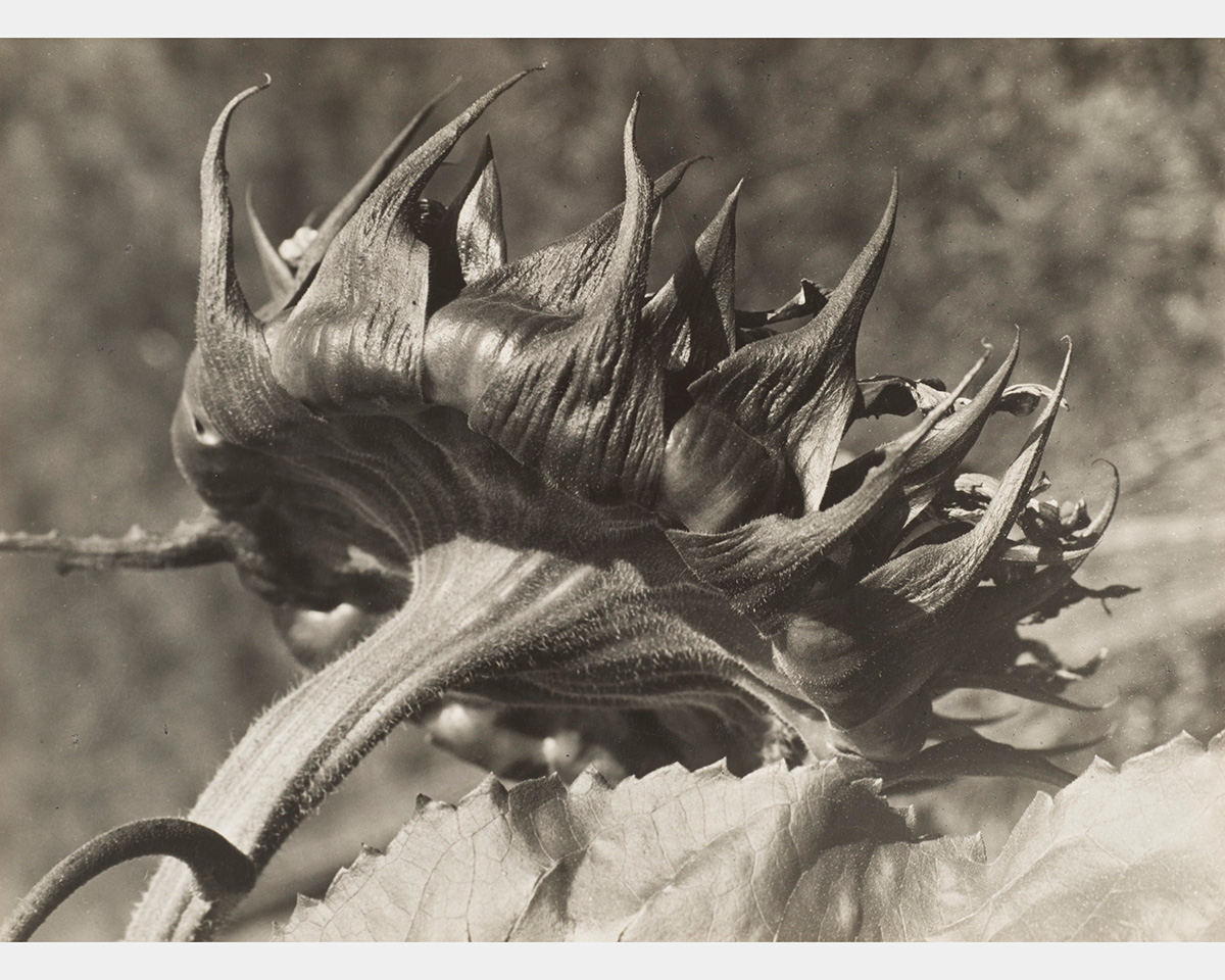 A black and white photo of a sunflower