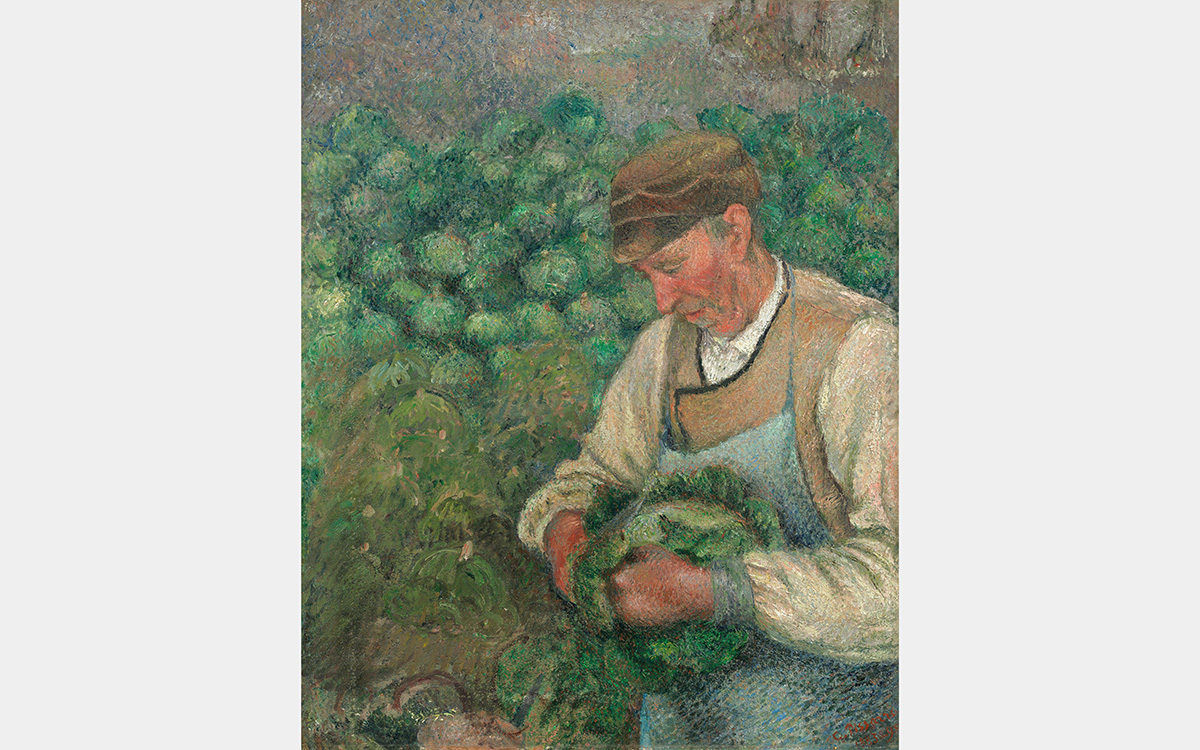 A white man handles a head of cabbage in a garden