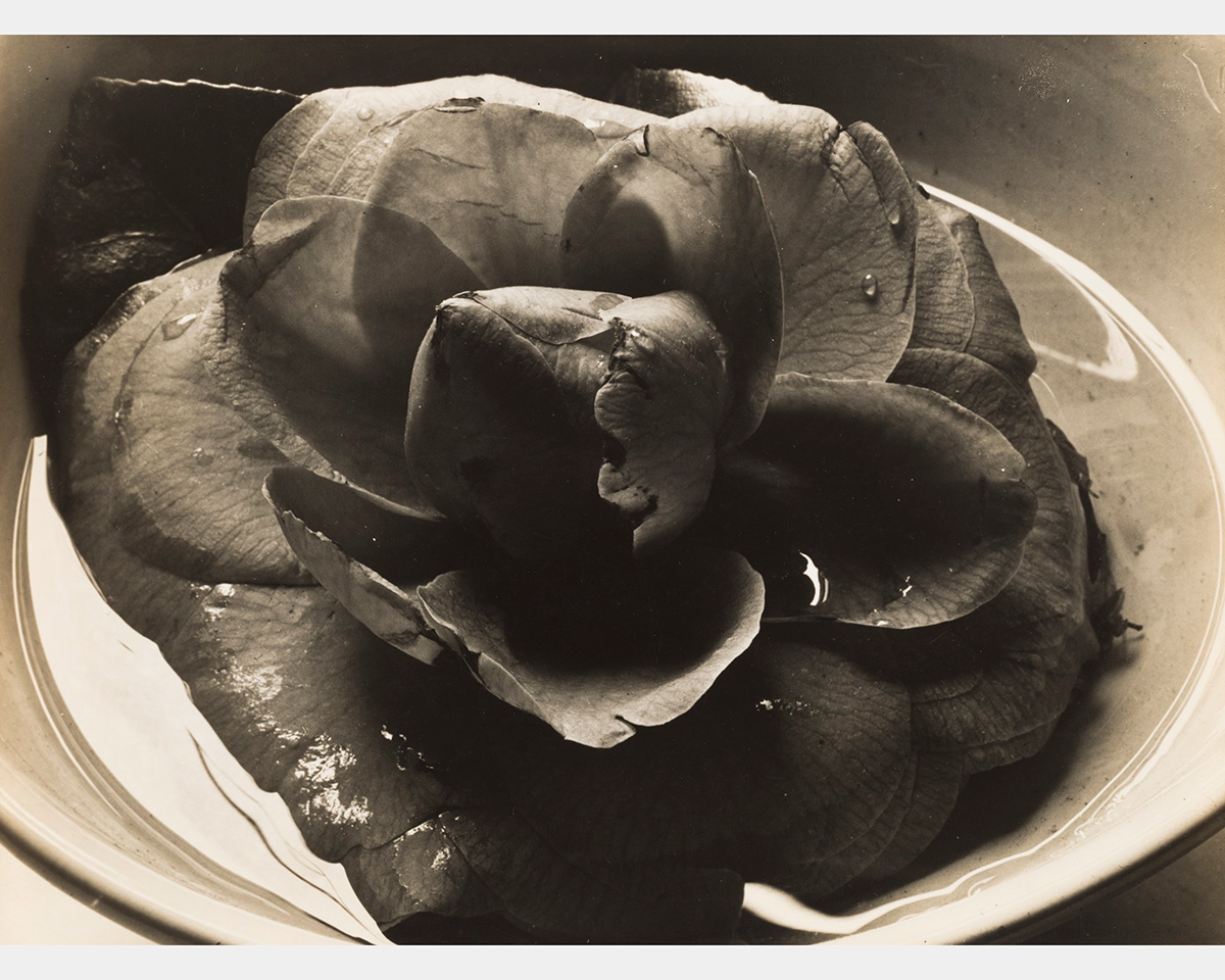 A black and white photo of a flower in a bowl of water