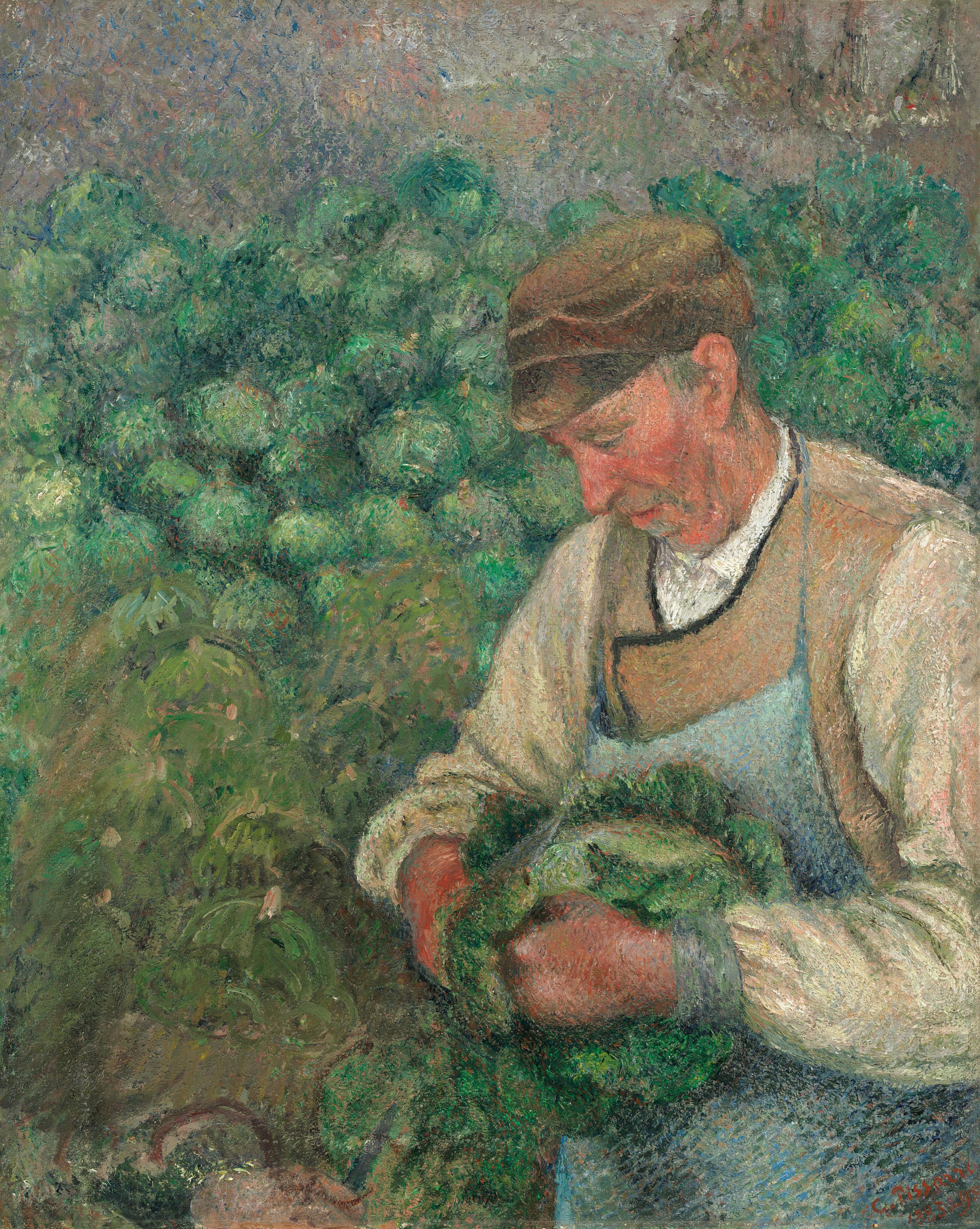 A white man picks a cabbage