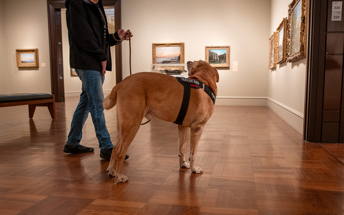 A service dog looks at its owner in a gallery