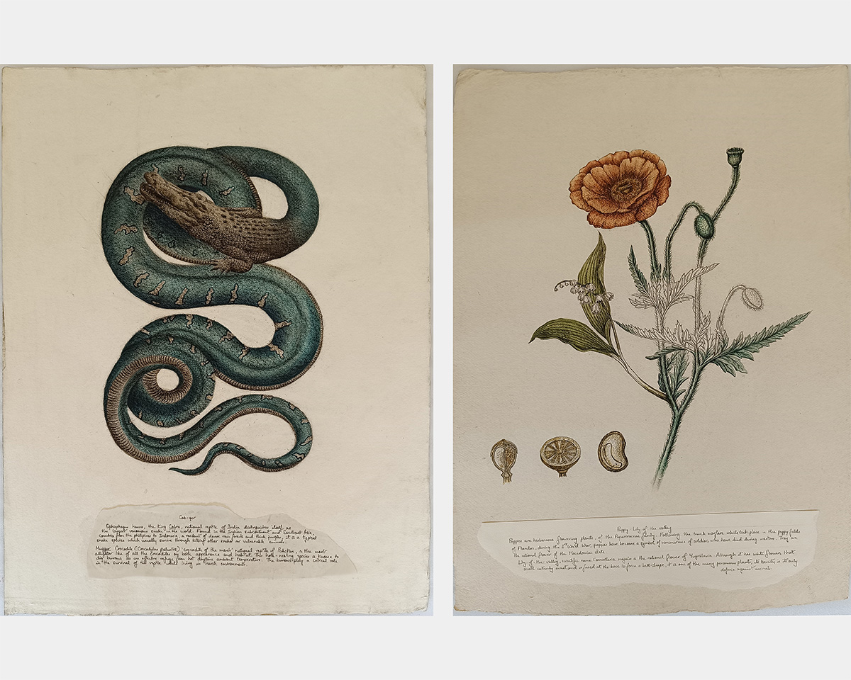 Detailed illustrations of a snake with a crocodile head and a flowering plant